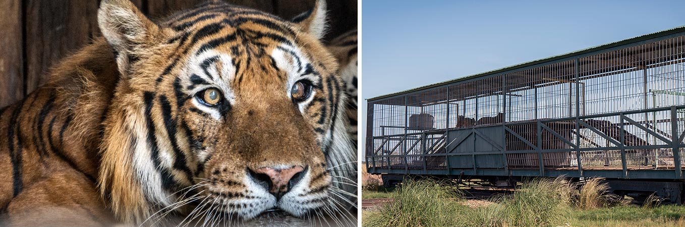 VIER PFOTEN - Tiger Rettung Argentinien